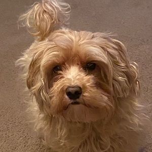 Meet your Posher, Riley